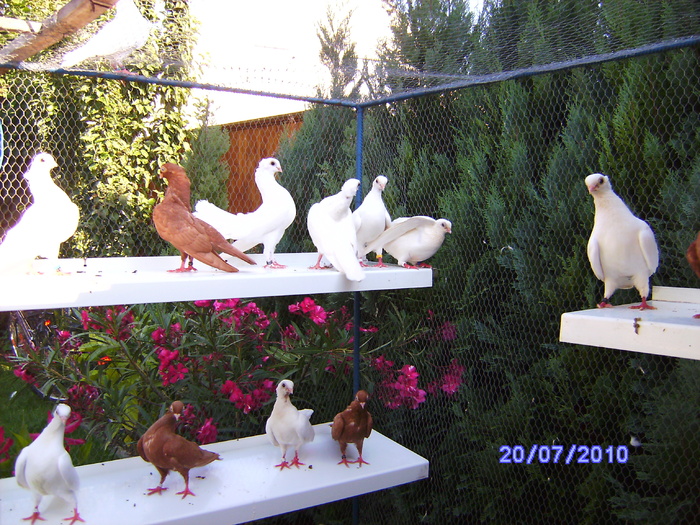 PICT0838 - porumbeii iulie 2010