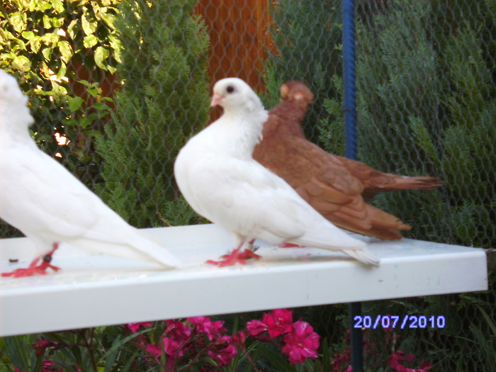 PICT0844 - porumbeii iulie 2010