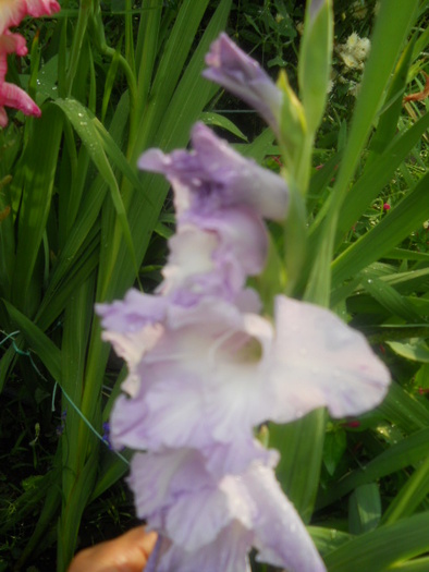 gladiola - 5  flori august 2010-1