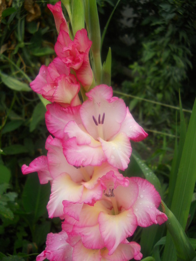 gladiola - 5  flori august 2010-1