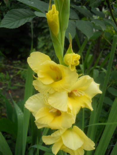 gladiola - 5  flori august 2010-1