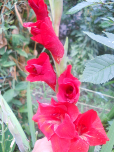 gladiola - 5  flori august 2010-1