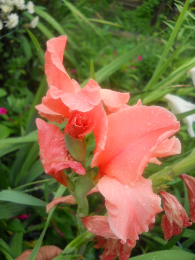 gladiola