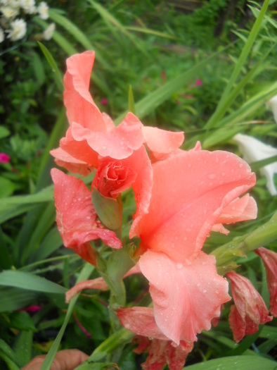 gladiola - 5  flori august 2010-1