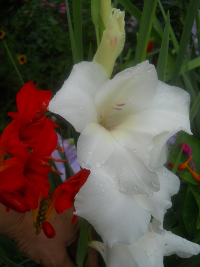 gladiola - 5  flori august 2010-1