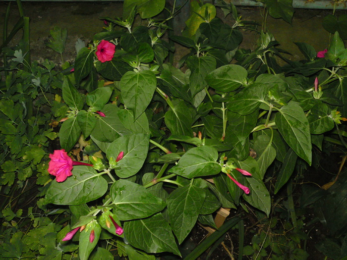 Mirabilis Jalapa(barba imparatului) - Plante