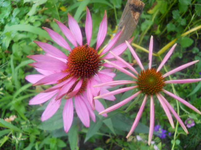 echinacea