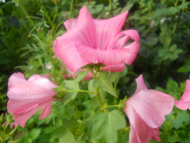 malope