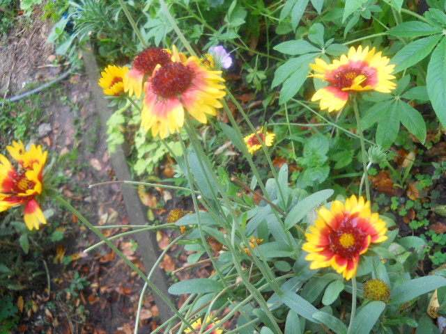 gaillardia