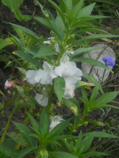 copacei - 5  flori august 2010-1