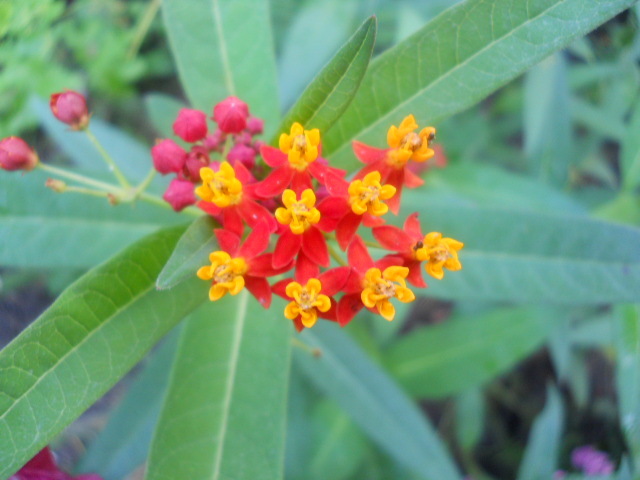 asclepias - 5  flori august 2010-1