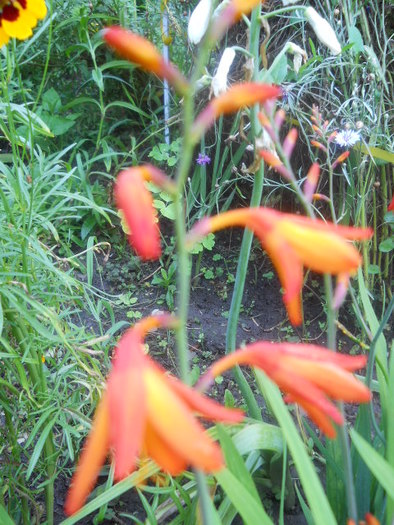 crocosmia - 5  flori august 2010-1