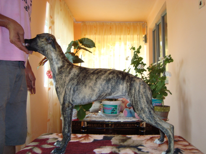 DSC01787 - whippet de vanzare poze noi