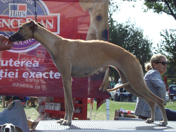 DSC00994 - whippet de vanzare poze noi