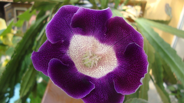 Tigrina Blue - GLOXINIA