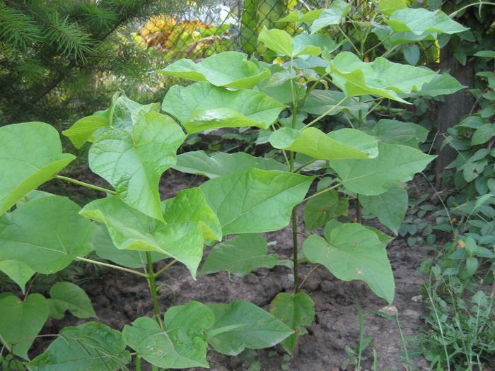 august 2010 - catalpa