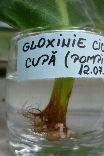 gloxinia ciclam cupa in 9 august 2010