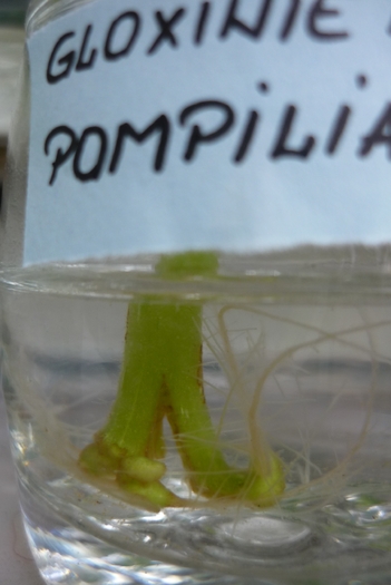 gloxinia mov batuta in 9 august 2010 - Gloxinii