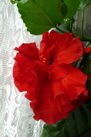 hibiscus 7 august 2010