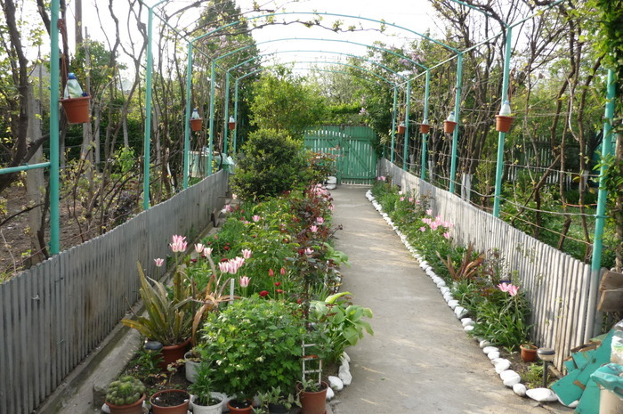 lalele alb cu roz de la bunica - LALELELE preferatele mele