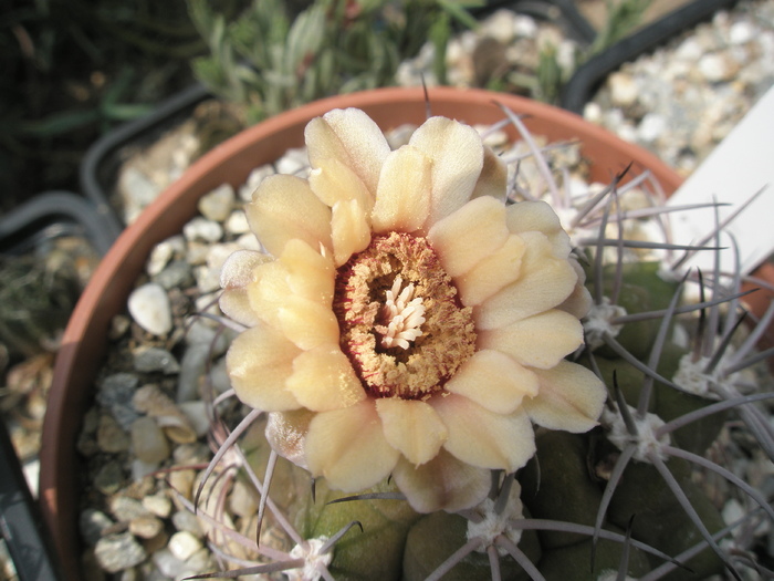 Gymnocalycium marquezii - floare