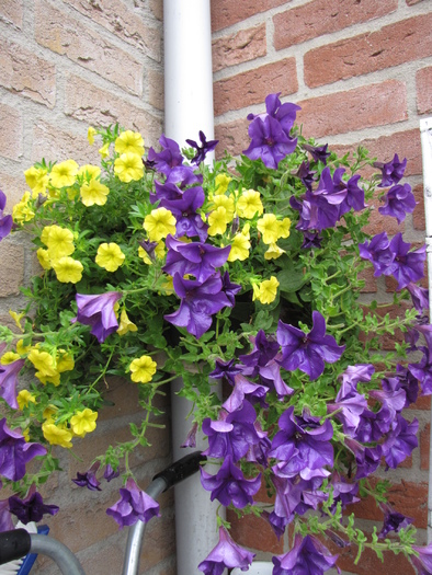 Petunie mov & Calibrachoa galbena 8 aug 2010