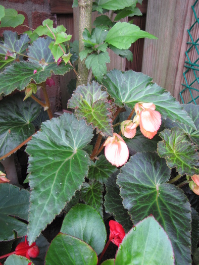 Begonia Cascade Sunray 10 aug 2010