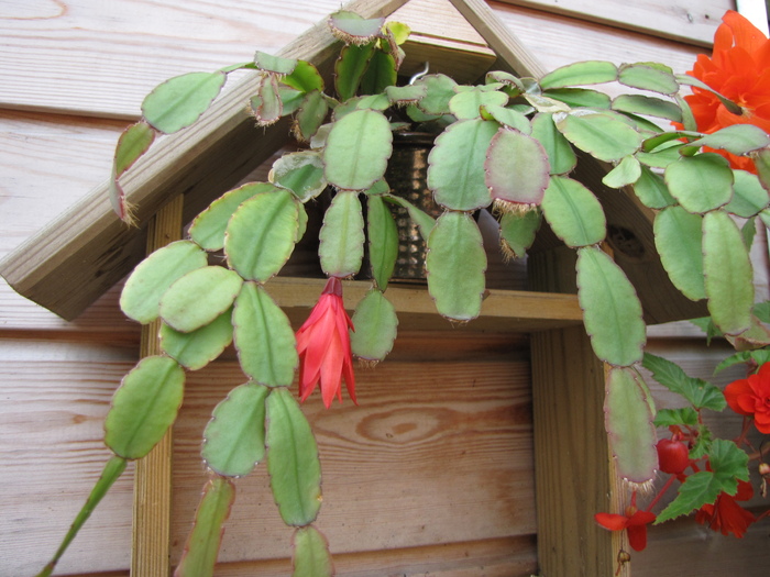 Rhipsalidopsis 10 aug 2010 (1) - schlumbergera si rhipsi