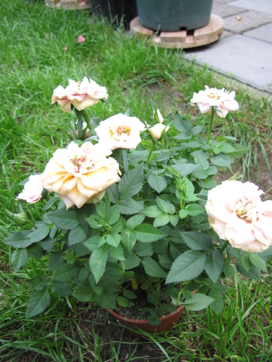 Trandafir pitic 10 aug 2010 (1)