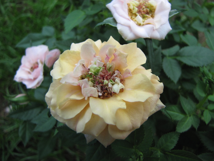 Trandafir pitic 10 aug 2010 (2)