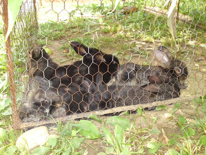 angora vs belgian