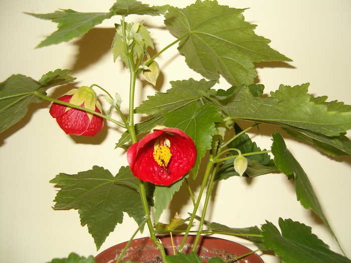 Abutilon rosu de la Nicol - Abutilon