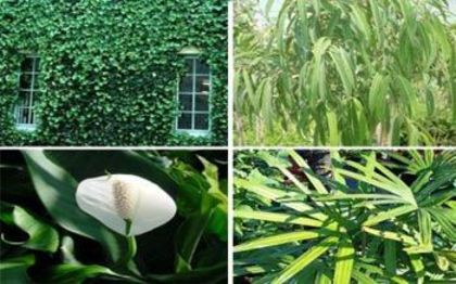 Filodendronul (Philodendron), planta Spider (Chlorophytum Comosum) si Golden Pothos (Epipremnum Aure - Purificati aerul cu ajutorul plantelor