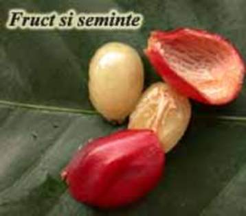 fructele si semintele arborelui de cafea (poza preluata de pe internet)