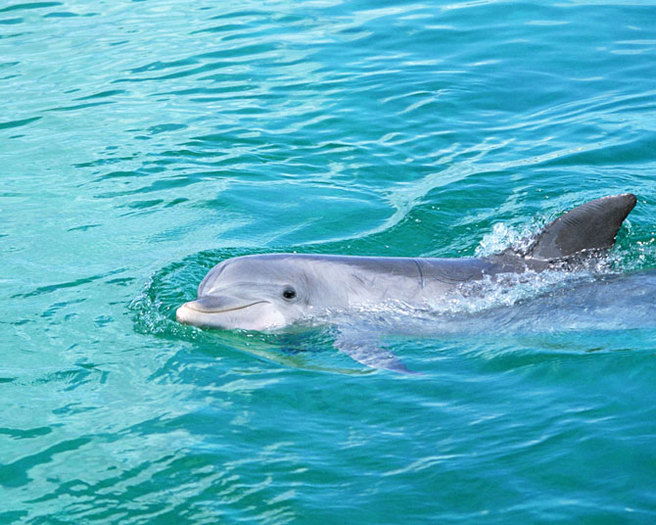 dolphin_-(4) - delfini