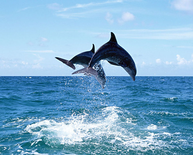 dolphin_-(7) - delfini