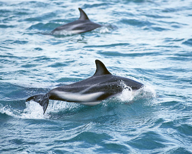 dolphin_-(9) - delfini