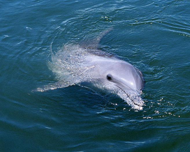 dolphin_-(10) - delfini