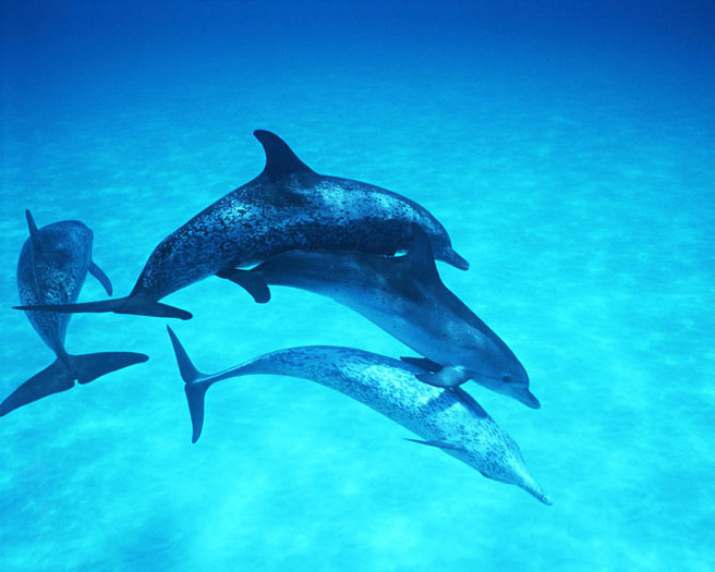 dolphin_-(17) - delfini