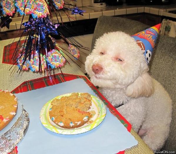 14350_ziua_de_nastere_a_catelului