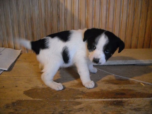 adoptii-catelusi-oradea