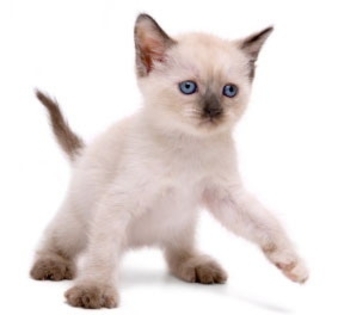 siameza_1_tn - Pisici