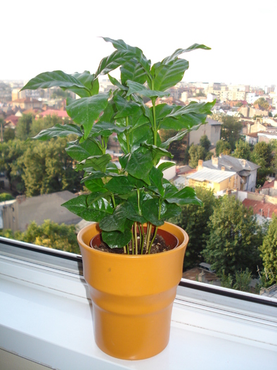 ARBORII DE CAFEA - FLORILE MELE