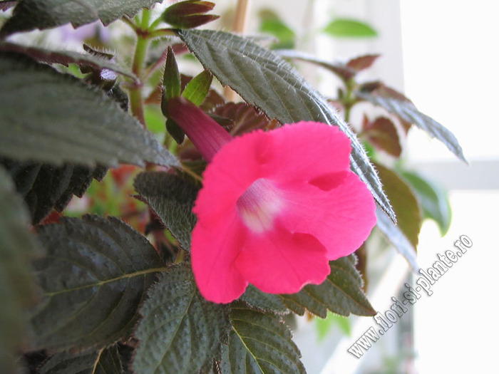 Achimenes Rosy frost 1 - ACHIMENES I