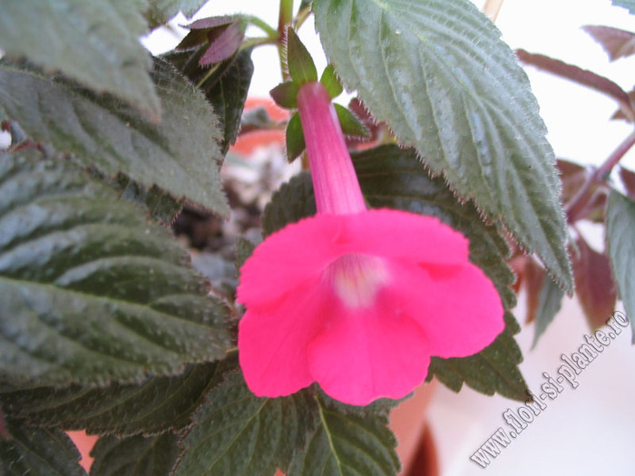 Achimenes Rosy frost 2