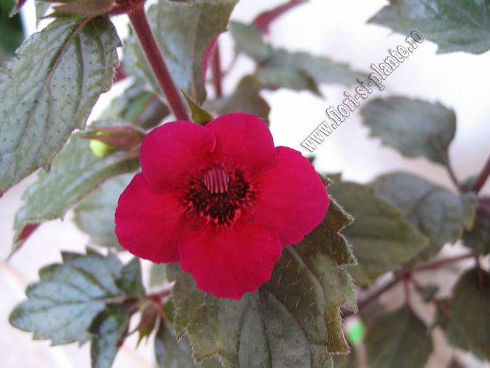 Achimenes Weinrot elfe 1