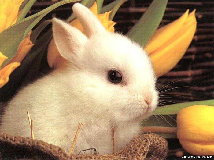 rabbit_002