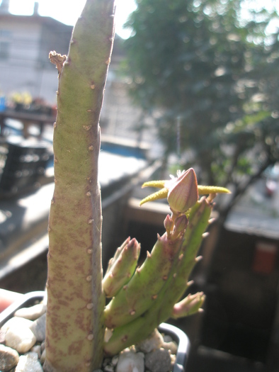 Stapelia flavopurpurea - 10.08