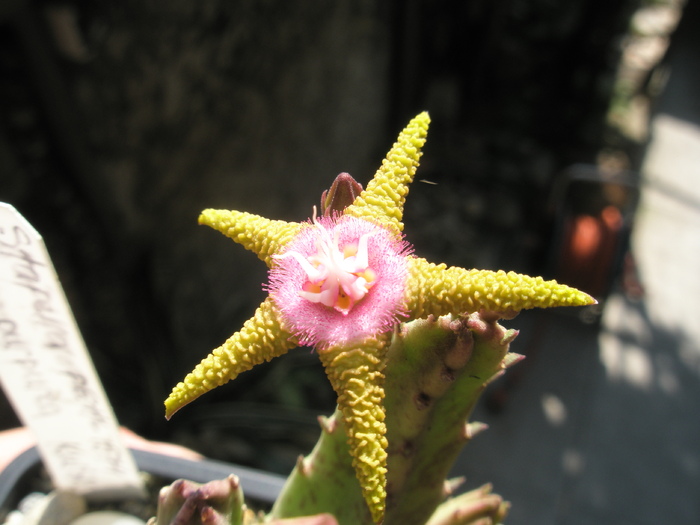 Stapelia flavopurpurea - floare