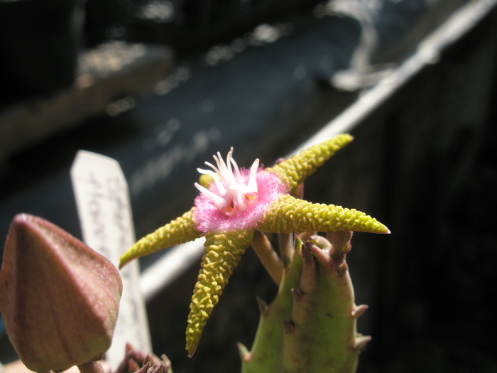 Stapelia flavopurpurea - centrul - Stapelia